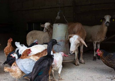 Visitar una granja en barcelona