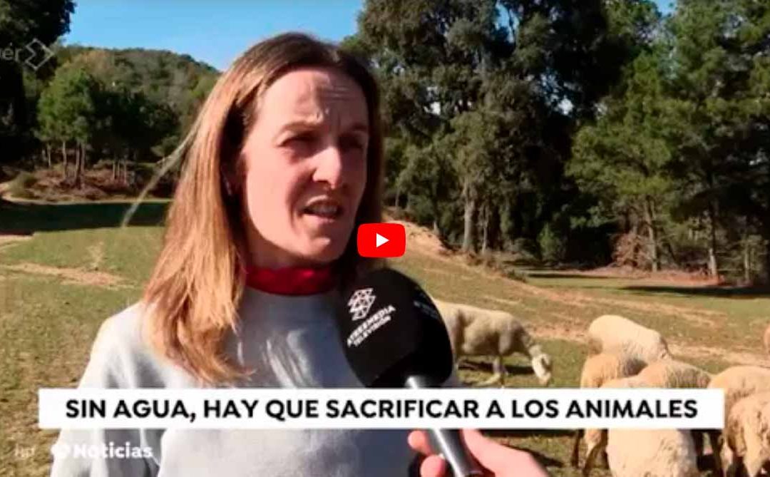 ANTENA 3 NOTÍCIAS · Las restricciones por sequía están afectando a la ganadería en Catalunya