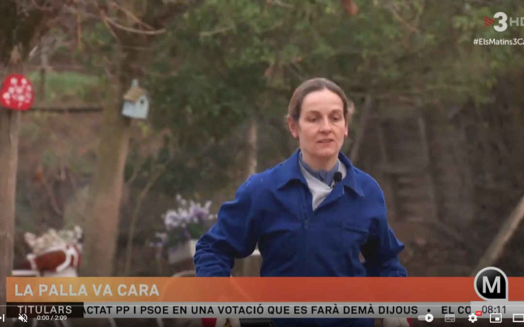 la palla va cara matins tv3