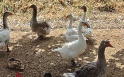Granja con animales para niños: una experiencia para disfrutar y aprender en familia